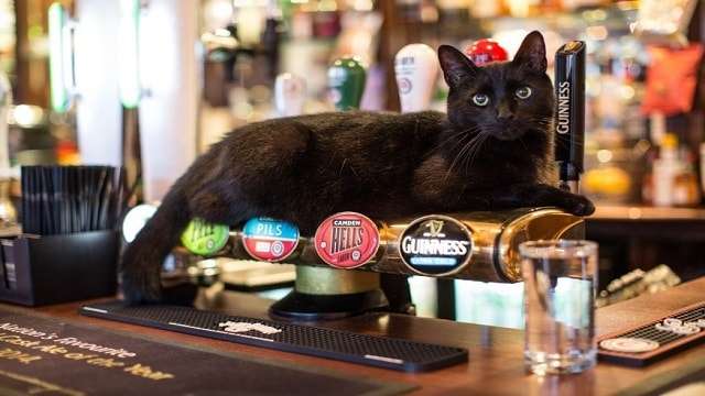 Meet London’s Adorable Cats!