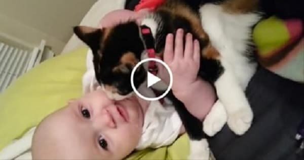 Kitties Make The Best Babysitters – Find Out Why!
