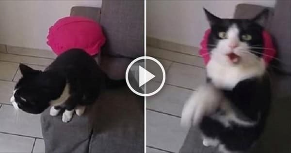 Tuxedo Cute Cat Urges Sitter to Open Door So He Can Go Out in Most Adorable Way!