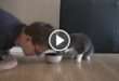 Man Pretends To Eat Cat's Food - And The Cat's Response is Priceless!