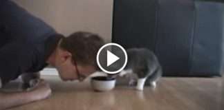 Man Pretends To Eat Cat's Food - And The Cat's Response is Priceless!