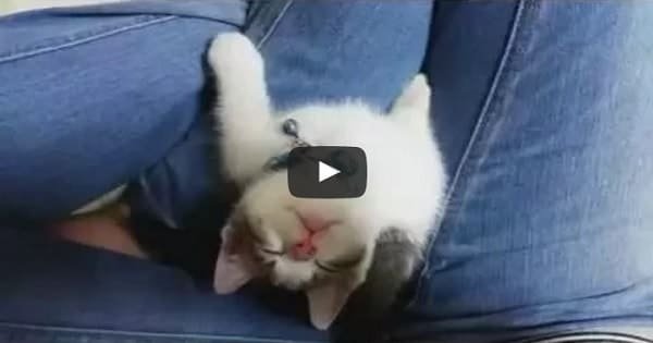 Sweetest Moment Between A Loving Kitten And Her Human