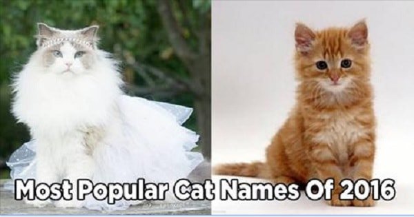 The Most Popular Names For Cats – 2016!