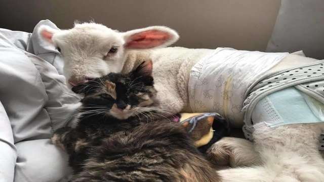 Rescued Cat Absolutely Refuses To Leave Her Baby Lamb Best Friend’s Side!