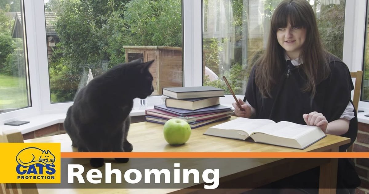 Black Cats: 5 Common Misconceptions!