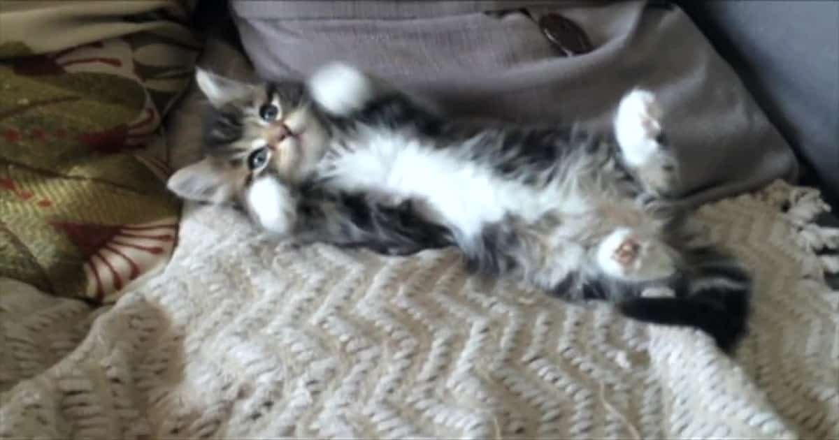 Most Adorable and Cutest Kitten Ever Getting Tickled