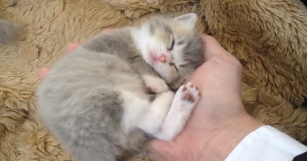 Precious Kitten Sleeping in the Palm of His Human’s Hand!