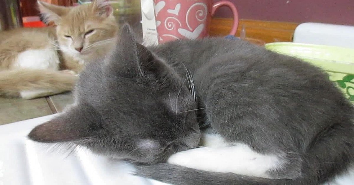 Sleeping Kitten Reacts When His Little Brother Starts to Snore!