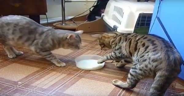 Two Cute Cats Fighting ‘Politely’ Over Bowl of Milk!