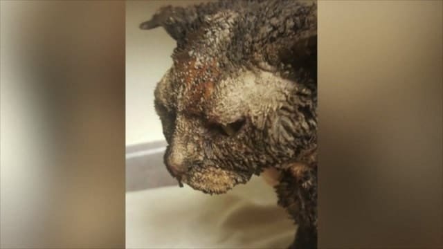 UPDATE: Cat Found Badly Burned in Indiana Sadly Has …