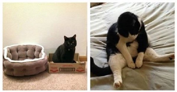 20 Truths That All Cat Owners Have Come To Accept!