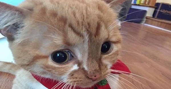 Nobody Wanted This Special Needs Kitten – Until …