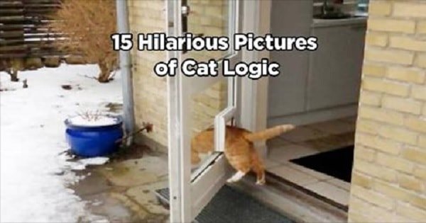 15 Absolutely Hilarious Pictures of Cat Logic!
