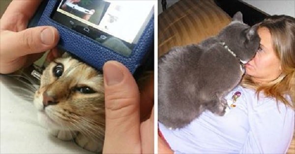 10 Funny Cats Who Clearly Don’t Understand the Concept of Personal Space!