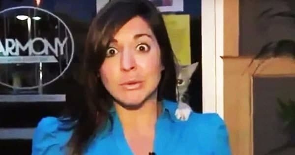 These Cute Newscast-interrupting Kitties Are SO Ready for the Limelight!