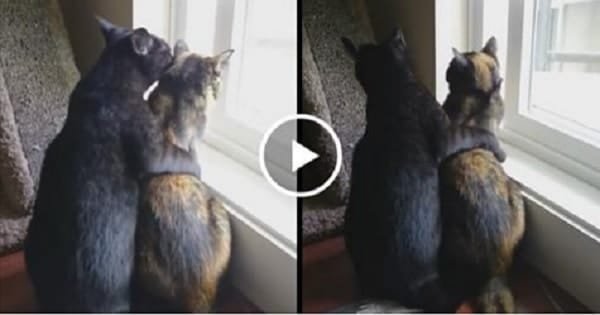 2 Rescue Cats Become The Very Best of Friends!