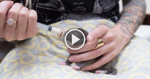How to Correctly Syringe Feed Newborn Kittens!