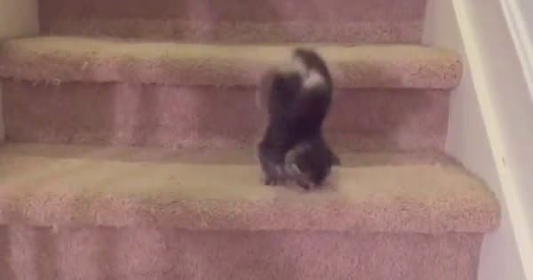Chubby Kitten Goes Down Stairs For the Very First Time!