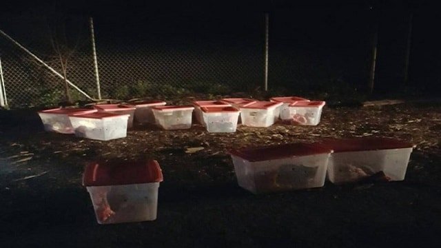 Rescuers Are Shocked and Baffled to Find 14 Tubs Left Outside Animal Shelter!
