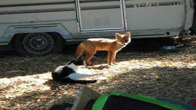 Fox Returns Each and Every Day to Have Dinner With Her Favorite Cat Friends!