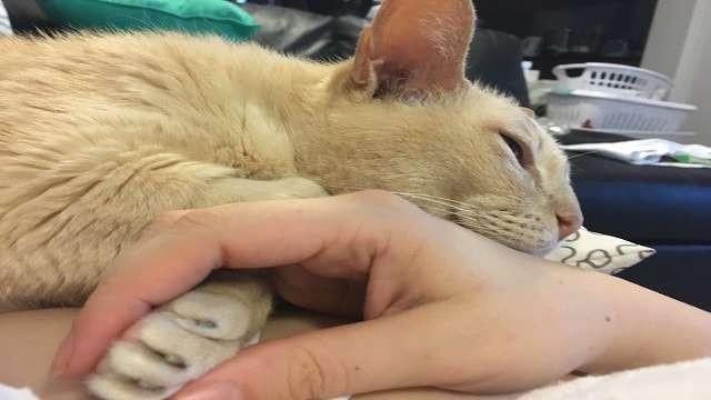 13-year-old Shelter Cat Finally Gets Adopted But Can’t Sleep Unless His New Mom Hold His Paw