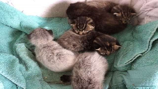 Unique Litter of Kittens Born With ‘Fever Coat’. But What Is ‘Fever Coat’?