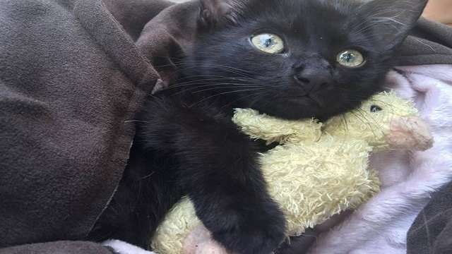 Lost Kitten Who Almost Drowned in the Ocean Gets Adopted by the Brave …