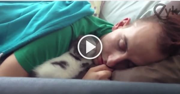 Precious Moment Between Fluffy Kitten and Her Human Cat Dad!