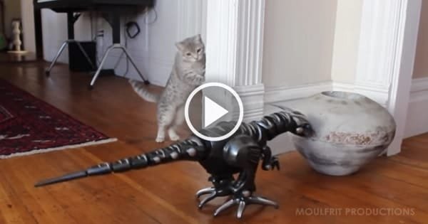 Kitty Meets Robot Dinosaur For The Very First Time!