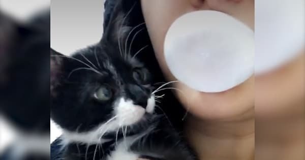 Tiny Kitten Simply Can’t Resist Bursting His Human’s Bubble!