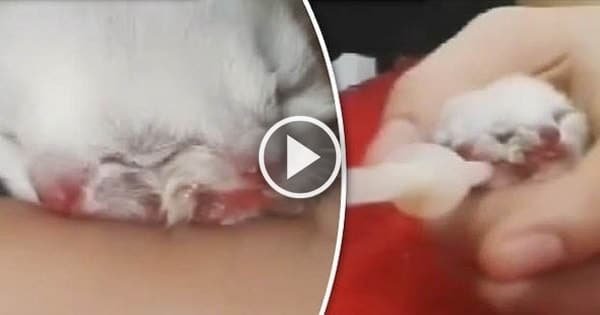 Tiny Kitten Who Was Born with TWO HEADS and THREE EYES – Said to Be Thriving!