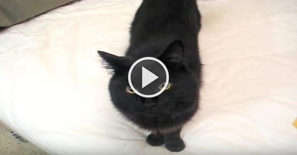 Watch Just What This Adorable Cat Does Every Time His Human Gets Home From Work!