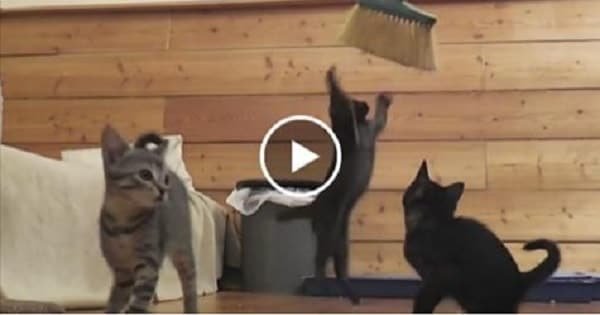 Trying to Sweep the Floor with a Group of Kittens Around – Mission Impawssible!