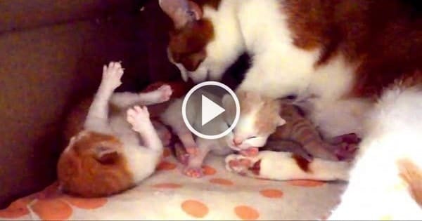 Proud Mama Cat Lovingly Cuddles With Her Newborn Kittens – Sure to Make You Smile!