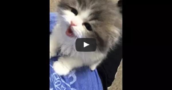 Fluffy Kitten Doesn’t Meow – She Squeaks!
