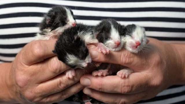 Kittens Dumped in ‘Take-out’ Bag in McDonald’s Restaurant!