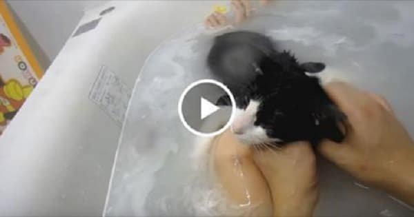 Moo, The Adorable Kitty Who Just Loves Taking A Bath With Her Human!