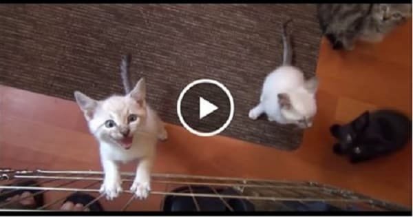 These 7 Squeaky Little Foster Kittens Will Brighten Your Day!