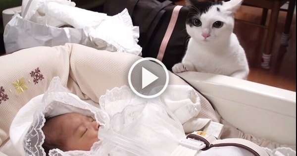 Curious Cat Meets a Cute Baby For The First Time – This Will Make You Smile!