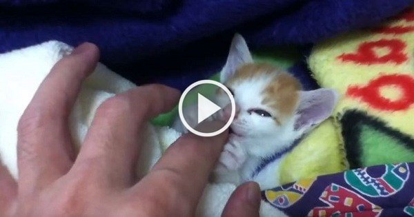 Tiny Kitten Purring While Getting Ready to Nap!