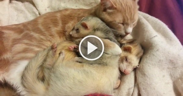 Loving Cat Truly Loves His Two Ferret Friends – Guaranteed To Make You Smile!