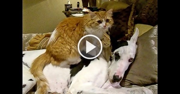 Cat Gives Great Dane A Whole Lot Of Lovin’!