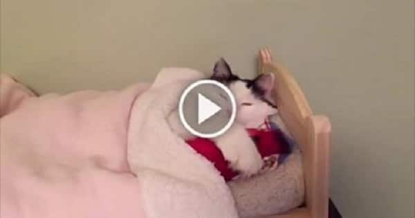 Cat Sleeps Every Night in Tiny Human Bed!