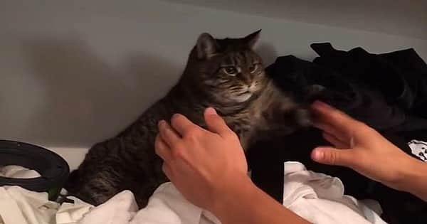 Cat Gets Cranky When Asked to Come Down from Favorite Spot!