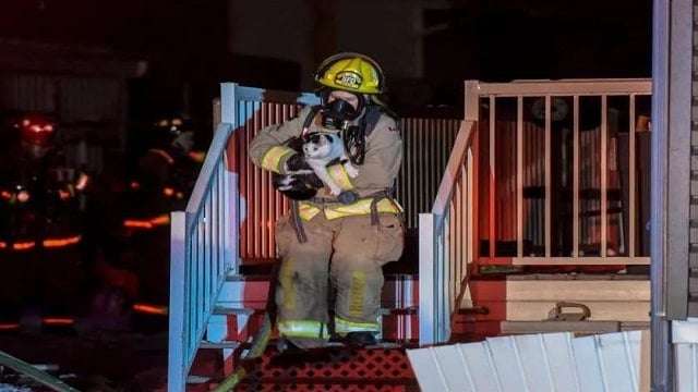 Brave Cat Saves Entire Family from Fire By Biting Mom on the Arm!