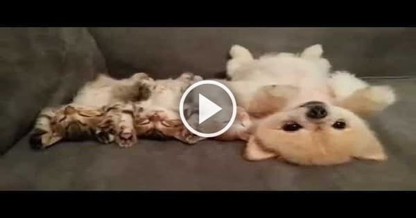 Three Cute Kittens And A Puppy Chillin’ Together – Pure Cuteness Overload!