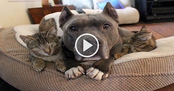 Three Blind Cats Find True Friendship With Two Rescued Pit Bulls!