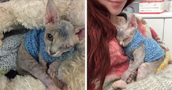 Woman Was Frightened About How Her Bull Terrier Would React To A Newly Adopted One-Eyed Cat