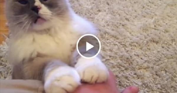 Adorable Kitty Demands Attention in the Most Adorable Way!