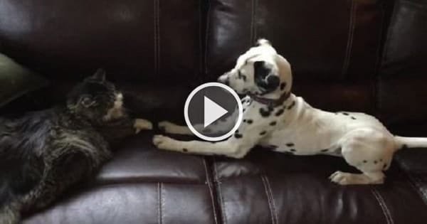 Dalmatian Puppy Tries Its Best To Befriend Cat!